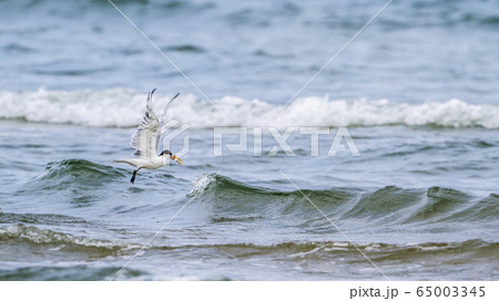Little tern in Kalpitiya, Sri Lanka Little tern in Kalpitiya, Sri Lanka 65003345