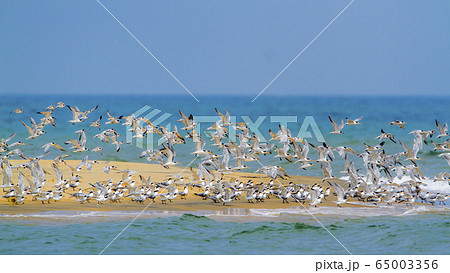 Little tern in Kalpitiya, Sri Lanka 65003356