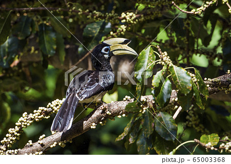Oriental pied hornbill in Koh Adang national park, Oriental pied hornbill in Koh Adang national park, 65003368