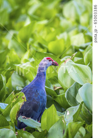Purple Swamphen in Ban Thale Noi, nature reserve, 65003386