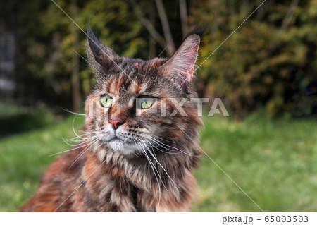 Fluffy tabby kitty sitting in the summer garden. 65003503