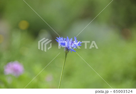 ヤグルマギク 65003524