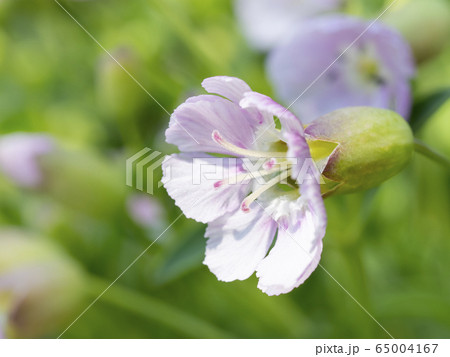 シレネ ユニフローラのピンクの花の写真素材