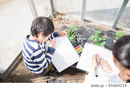 いちごの苗をスケッチする小学生 いちごの苗をスケッチする小学生 65004233