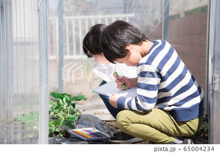 いちごの苗をスケッチする小学生の男の子 65004234