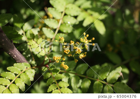 山椒の花 65004376
