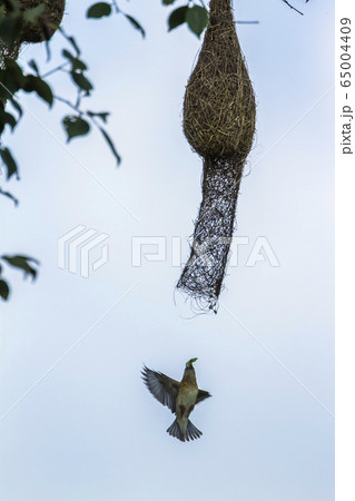 Baya Weaver in Minneriya national park, Sri Lanka Baya Weaver in Minneriya national park, Sri Lanka 65004409