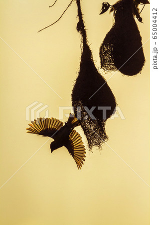 Baya Weaver in Minneriya national park, Sri Lanka 65004412