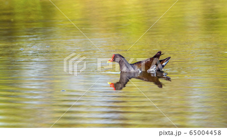 Common moorhen in Arugam bay lagoon, Sri Lanka Common moorhen in Arugam bay lagoon, Sri Lanka 65004458