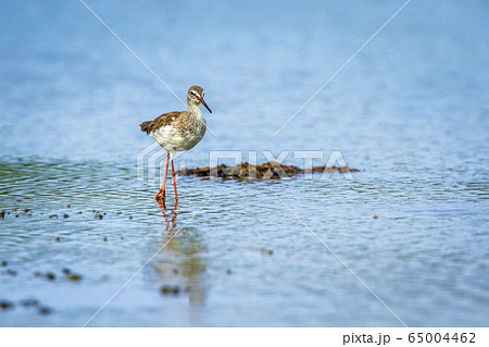 Common redshank in Kalpitiya, Sri Lanka Common redshank in Kalpitiya, Sri Lanka 65004462