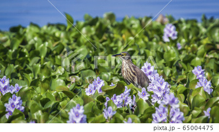 Indian pond heron in Thabbowa sanctuary in Indian pond heron in Thabbowa sanctuary in 65004475
