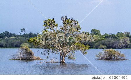 Little cormorant in Thabbowa sanctuary, Puttalam, Little cormorant in Thabbowa sanctuary, Puttalam, 65004492