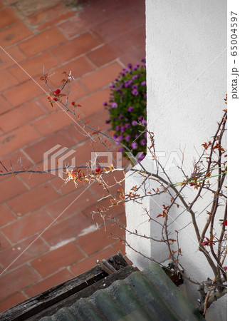 New red leaves appear on dry branches of a plant after winter. Garden on the terrace. Spring is coming New red leaves appear on dry branches of a plant after winter. Garden on the terrace. Spring is coming 65004597