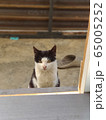 猫 ペット 生物 65005252