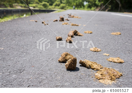 Small pile of horse shit or poo on a country side 65005527