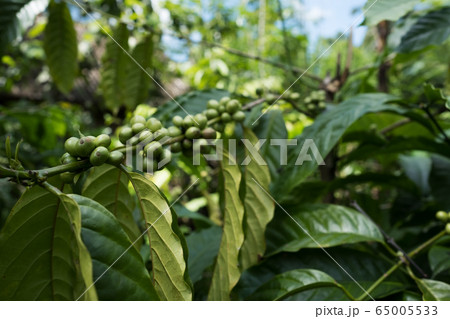 Close up coffee plants tree in plantation, Bali 65005533
