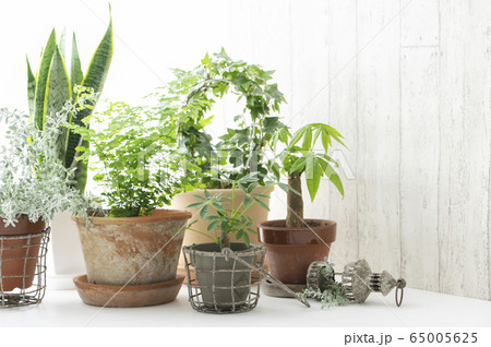 観葉植物　インテリア 65005625