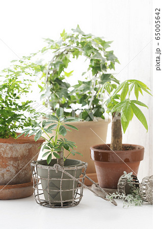 観葉植物 インテリア 観葉植物 インテリア 65005642
