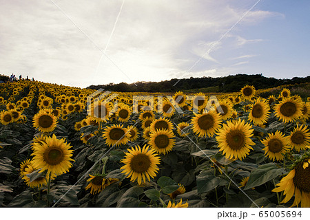 三ノ倉高原のひまわり畑 三ノ倉高原のひまわり畑 65005694