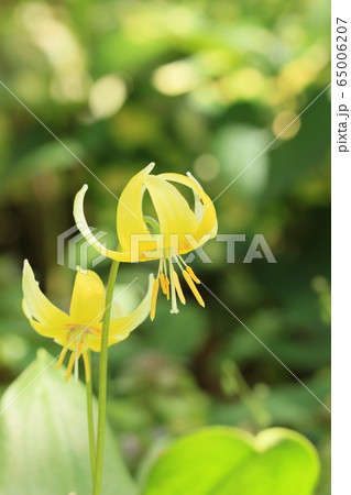キイロカタクリ 珍種 キイロカタクリ 珍種 65006207