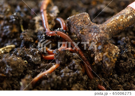 Vermicomposting food leftovers at home. Zero Waste Vermicomposting food leftovers at home. Zero Waste 65006275