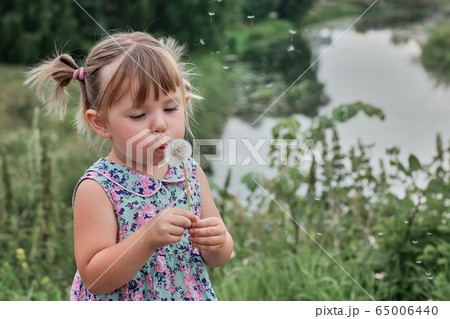 Little curly girl blowing dandelion. 65006440