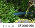 忍野八海マス 65006460