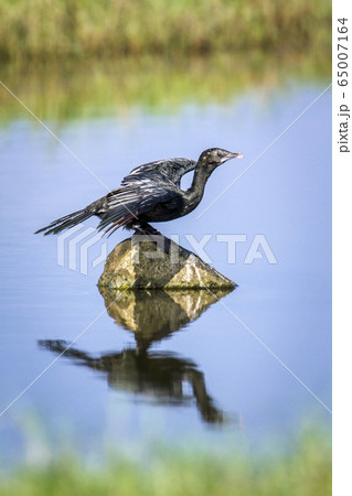 Little cormorant in Arugam bay lagoon, Sri Lanka Little cormorant in Arugam bay lagoon, Sri Lanka 65007164