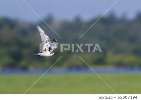 Whiskered Tern in Arugam bay lagoon, Sri Lanka 65007194