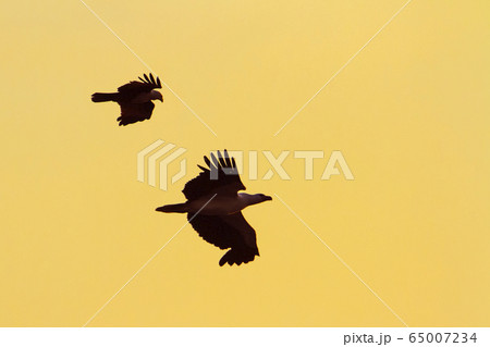 White bellied sea eagle and Brahminy kite in White bellied sea eagle and Brahminy kite in 65007234