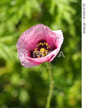 日ざしを浴びた一輪のアツミゲシの花の写真素材 [65007279] - PIXTA