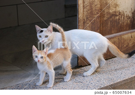サウジアラビアの猫 65007634