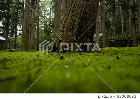 苔に囲まれた古寺,神社,鳥居 苔に囲まれた古寺,神社,鳥居 65008033