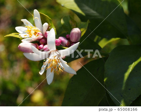 日ざしを浴びたレモンの白い花と紫色の蕾の写真素材
