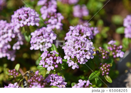 タイム・ロンギカウリス 65008205