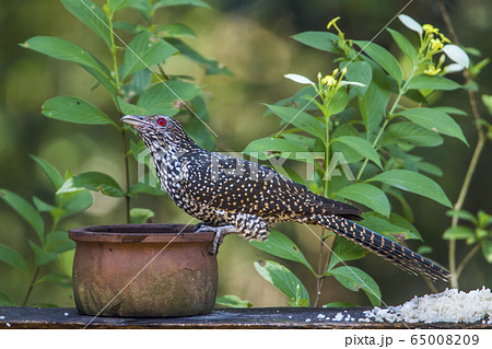 Asian koel in Minneriya national park, Sri Lanka Asian koel in Minneriya national park, Sri Lanka 65008209