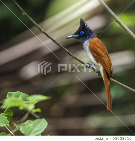 Asian paradise flycatcher in Minneriya national 65008210
