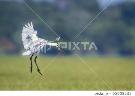 Eurasian spoonbill in Arugam bay lagoon, Sri Lanka 65008235