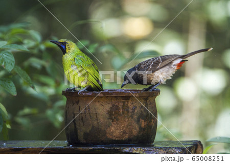 Jerdon Leafbird and Red vented bulbul in 65008251