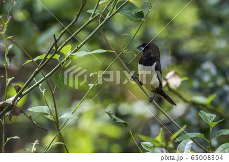 White rumped munia in Minneriya national park, Sri White rumped munia in Minneriya national park, Sri 65008304