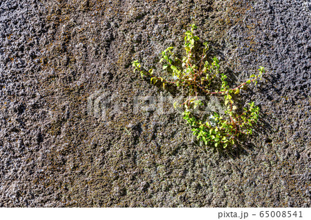 Stone wall texture background 65008541