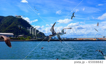 海と飛んでいるカモメ 65008682