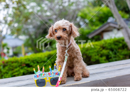 トイプードル レッド 愛犬の写真素材