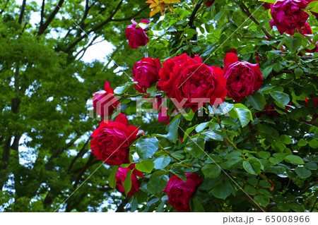 バラの花 65008966