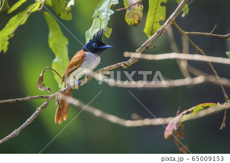 Asian paradise flycatcher in Uda walawe national 65009153