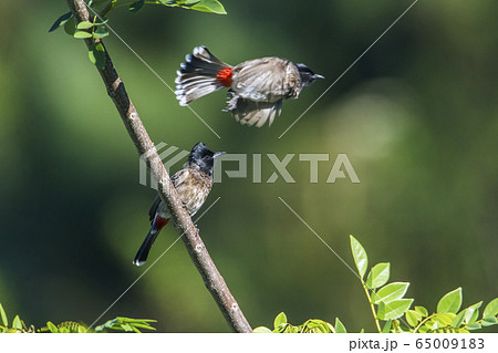 Red vented bulbul in Ella, Uva province, Sri Lanka Red vented bulbul in Ella, Uva province, Sri Lanka 65009183
