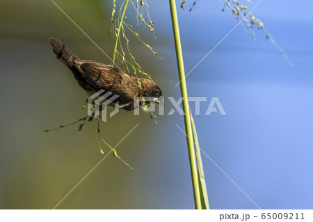White rumped munia in Ella, Uva province, Sri 65009211