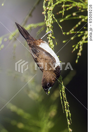 White rumped munia in Ella, Uva province, Sri 65009216