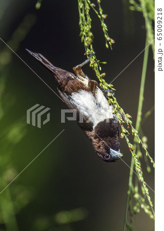 White rumped munia in Ella, Uva province, Sri 65009218