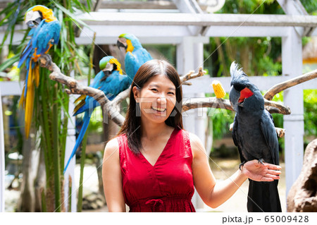 カラフルな南国のオウムを手に載せている日本人女性の写真素材